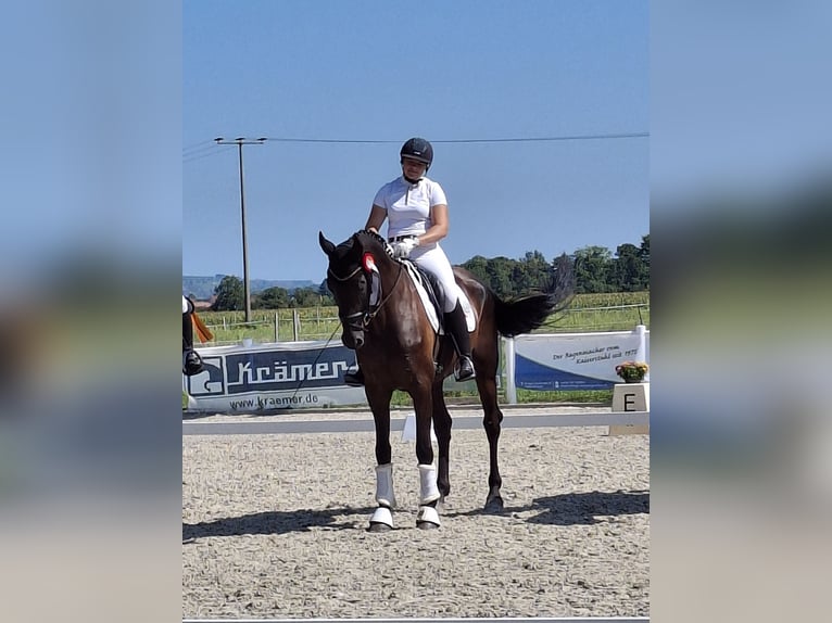 Oldenburg Gelding 5 years 16,2 hh Black in Bad Dürrheim