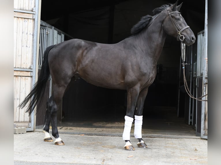Oldenburg Gelding 5 years 16.2 hh Black in Geilenkirchen