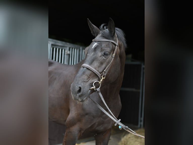 Oldenburg Gelding 5 years 16.2 hh Black in Geilenkirchen