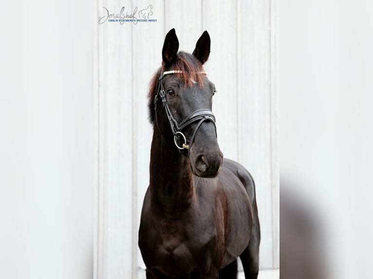 Oldenburg Gelding 5 years 16,2 hh Black in Oberstadion