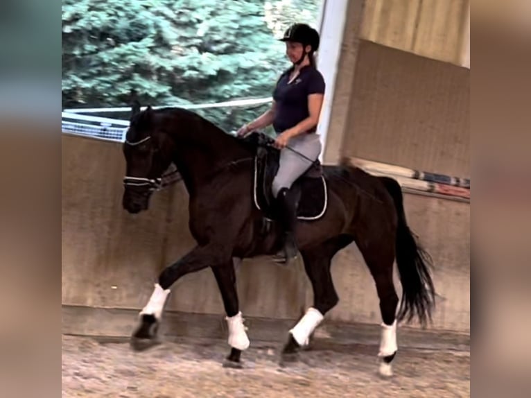 Oldenburg Gelding 5 years 16,2 hh Black in Wien