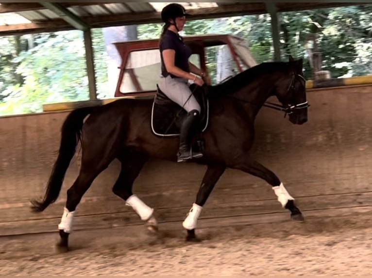 Oldenburg Gelding 5 years 16,2 hh Black in Wien