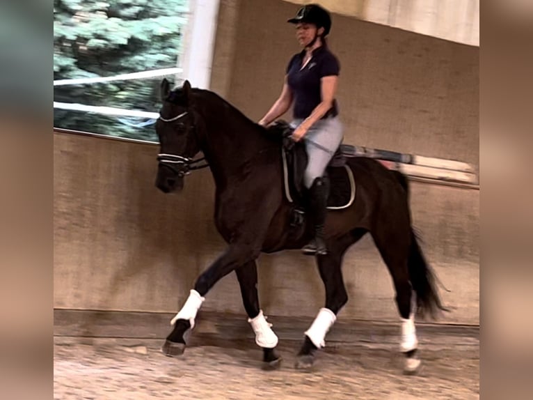 Oldenburg Gelding 5 years 16,2 hh Black in Wien