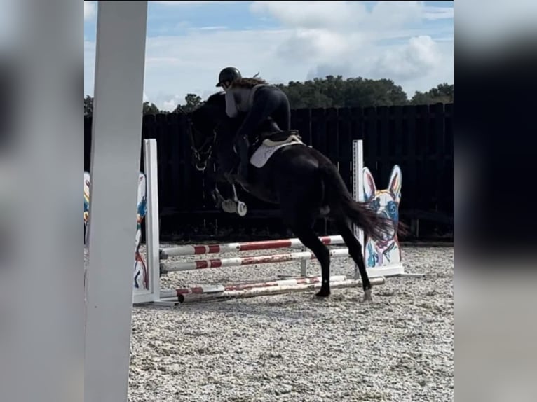 Oldenburg Gelding 5 years 16,2 hh Black in Ocala FL