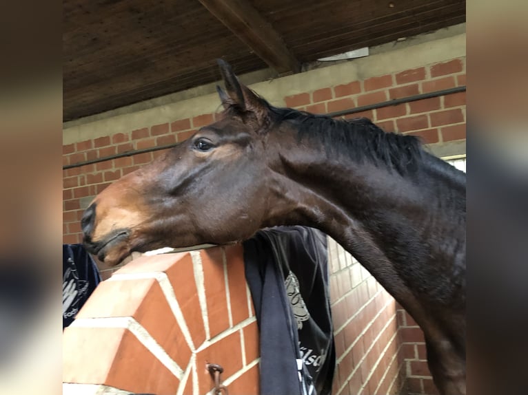 Oldenburg Gelding 5 years 16,2 hh Brown in Altenberge