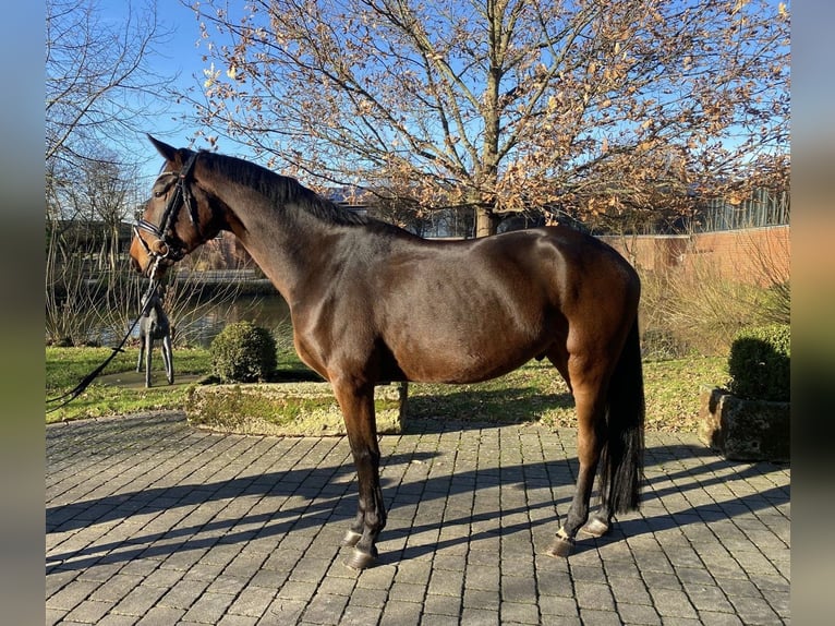 Oldenburg Gelding 5 years 16,2 hh Brown in Altenberge