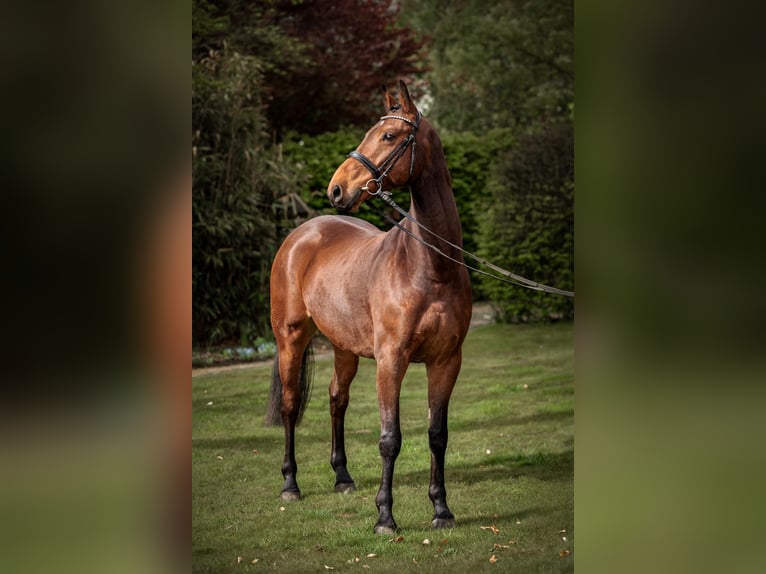 Oldenburg Gelding 5 years 16.2 hh Brown in Bottrop