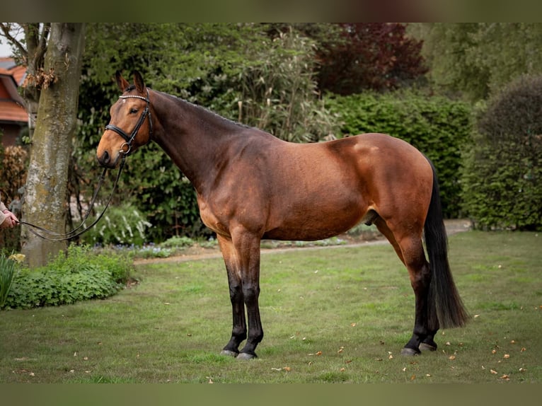 Oldenburg Gelding 5 years 16.2 hh Brown in Bottrop
