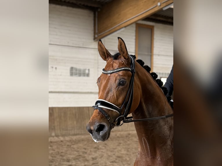Oldenburg Gelding 5 years 16.2 hh Brown in Hatten