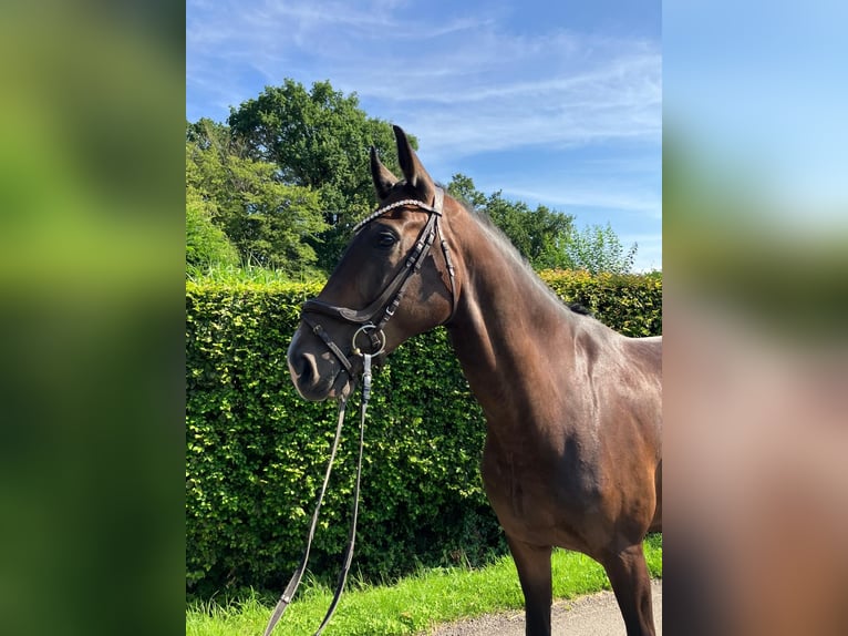 Oldenburg Gelding 5 years 16.2 hh Brown in Ganderkesee