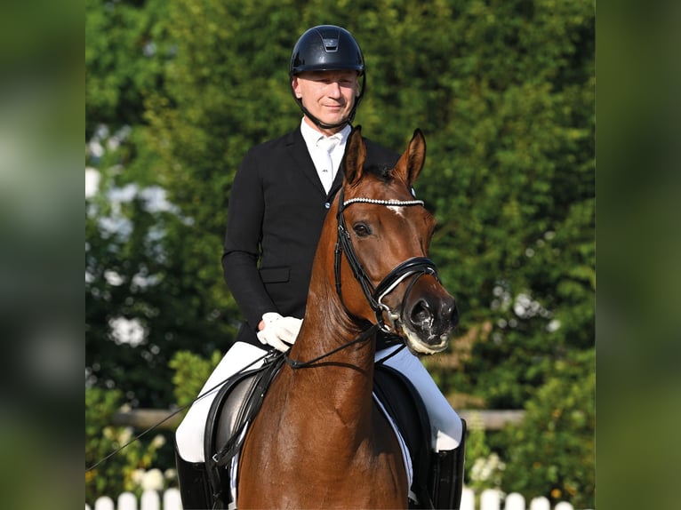 Oldenburg Gelding 5 years 16.2 hh Brown in Vechta