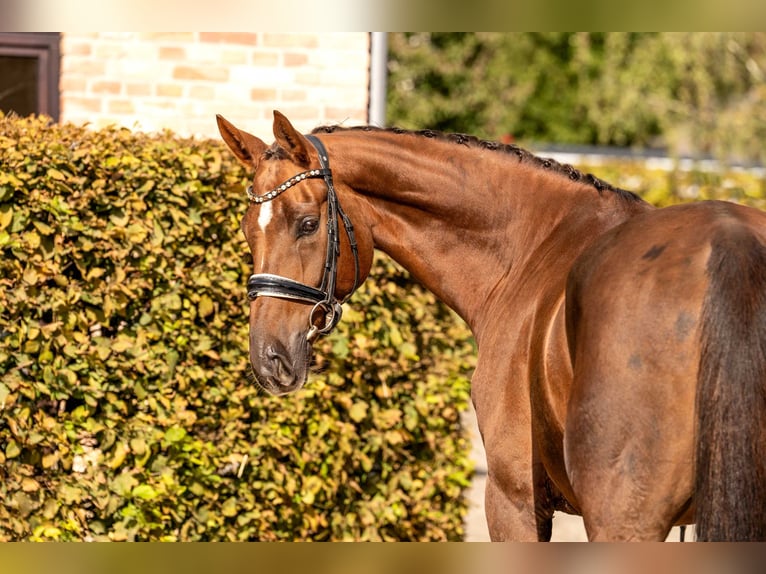 Oldenburg Gelding 5 years 16,2 hh Chestnut in Berlin