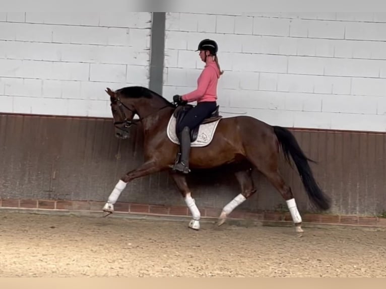 Oldenburg Gelding 5 years 16,2 hh Chestnut in Lohne (Oldenburg)