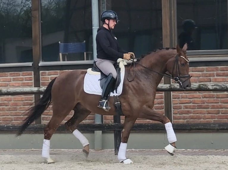 Oldenburg Gelding 5 years 16,2 hh Chestnut in Heidesheim am Rhein