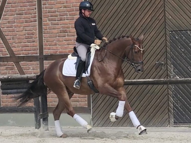 Oldenburg Gelding 5 years 16,2 hh Chestnut in Heidesheim am Rhein