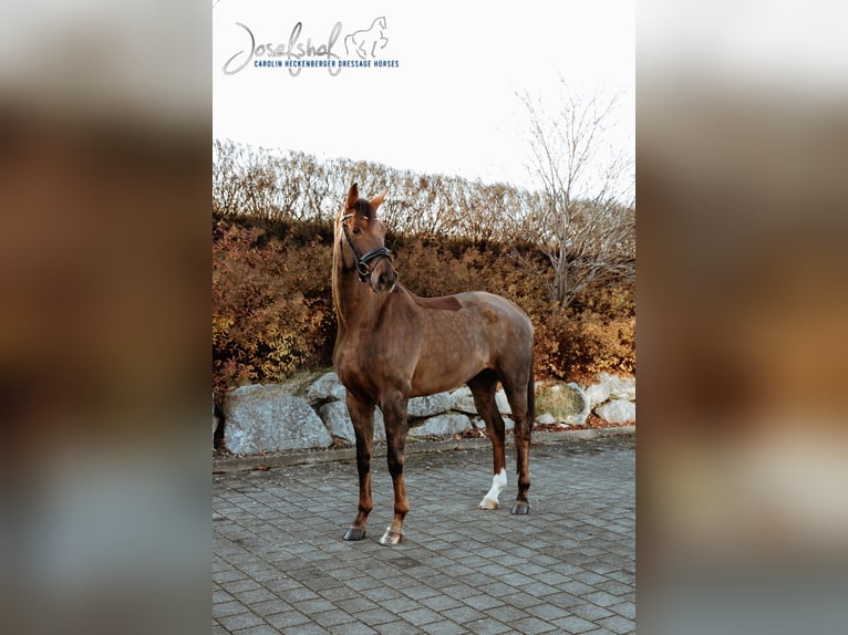 Oldenburg Gelding 5 years 16.2 hh Chestnut in Oberstadion