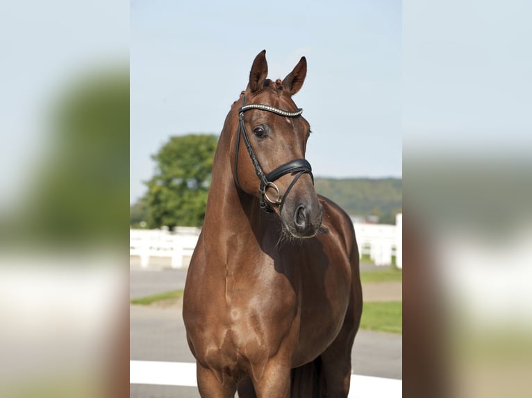 Oldenburg Gelding 5 years 16,2 hh Chestnut in Kietz