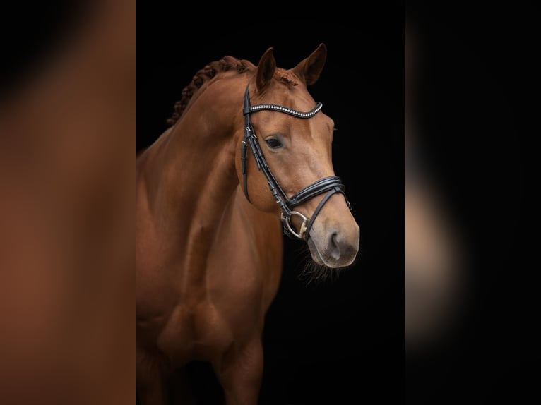 Oldenburg Gelding 5 years 16,2 hh Chestnut in Kietz