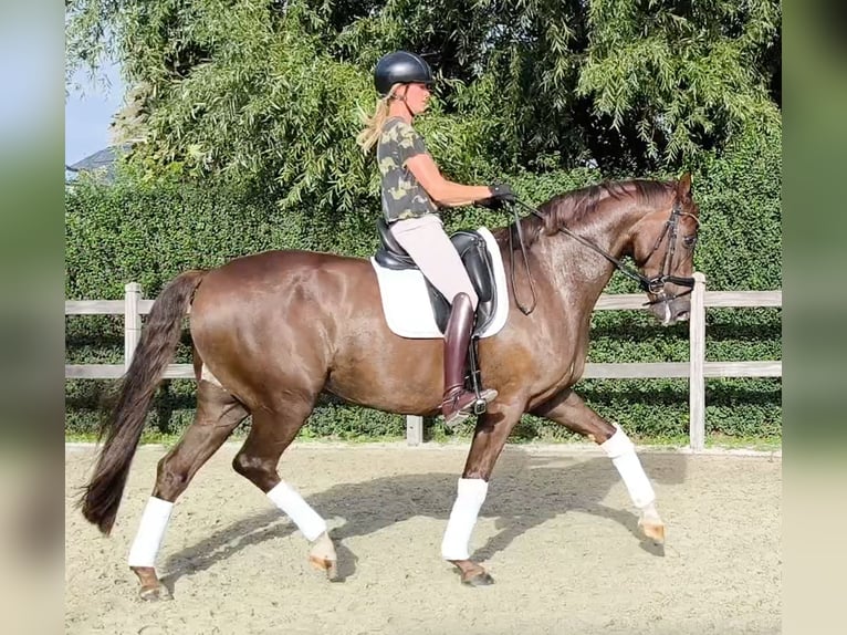 Oldenburg Gelding 5 years 16.2 hh Chestnut in Zaffelare
