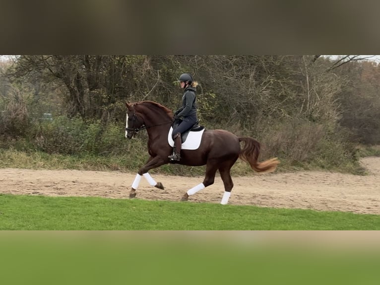 Oldenburg Gelding 5 years 16,2 hh Chestnut-Red in Hamburg Osdorf