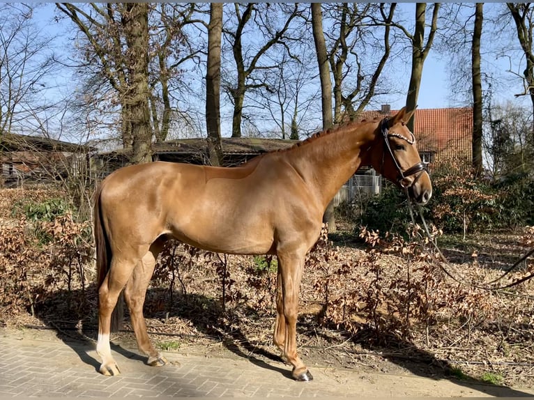 Oldenburg Gelding 5 years 16,2 hh Chestnut-Red in Drantum