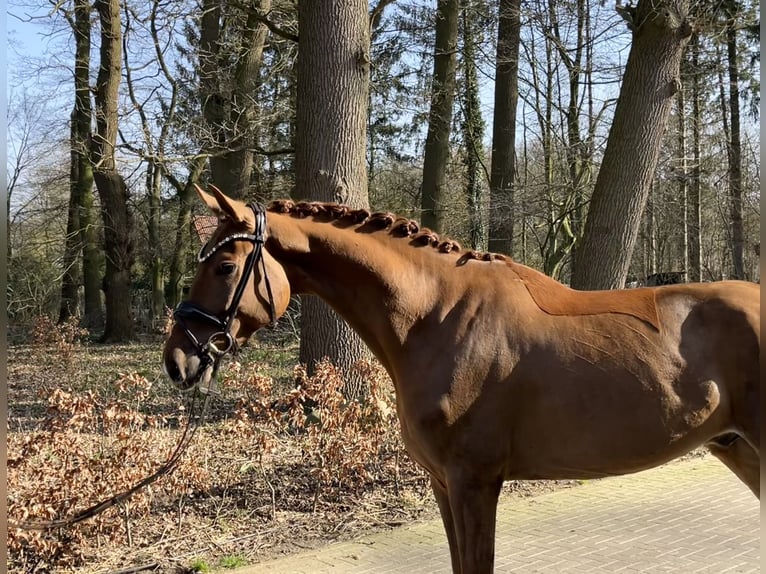 Oldenburg Gelding 5 years 16,2 hh Chestnut-Red in Drantum