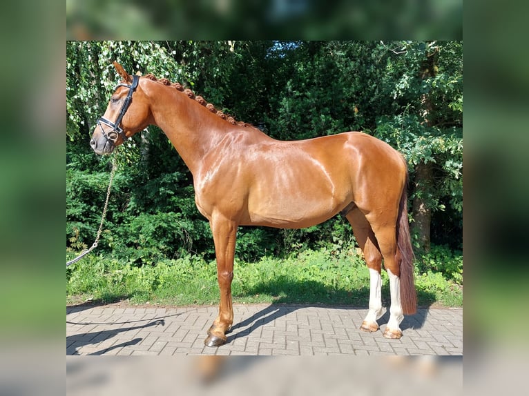 Oldenburg Gelding 5 years 16,2 hh Chestnut-Red in Neuenkirchen