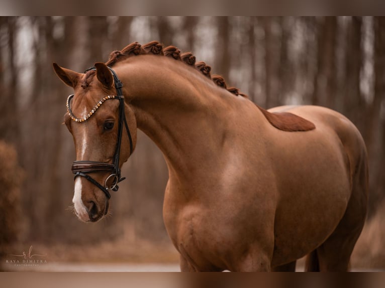 Oldenburg Gelding 5 years 16,2 hh Chestnut-Red in Wehringen