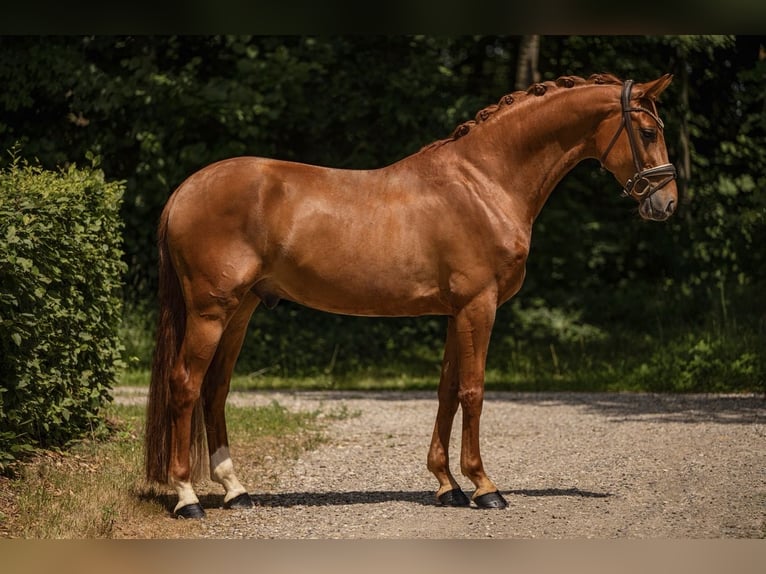 Oldenburg Gelding 5 years 16.2 hh Chestnut-Red in Wehringen