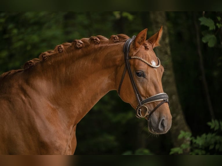 Oldenburg Gelding 5 years 16.2 hh Chestnut-Red in Wehringen