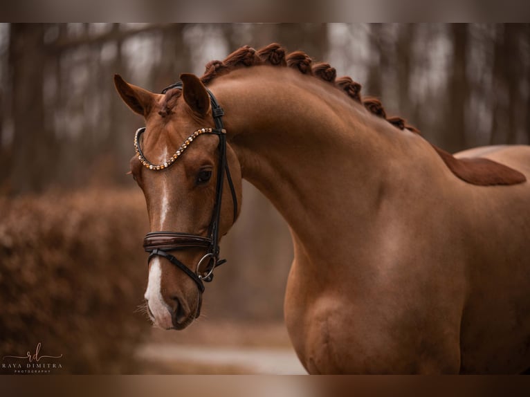 Oldenburg Gelding 5 years 16,2 hh Chestnut-Red in Wehringen