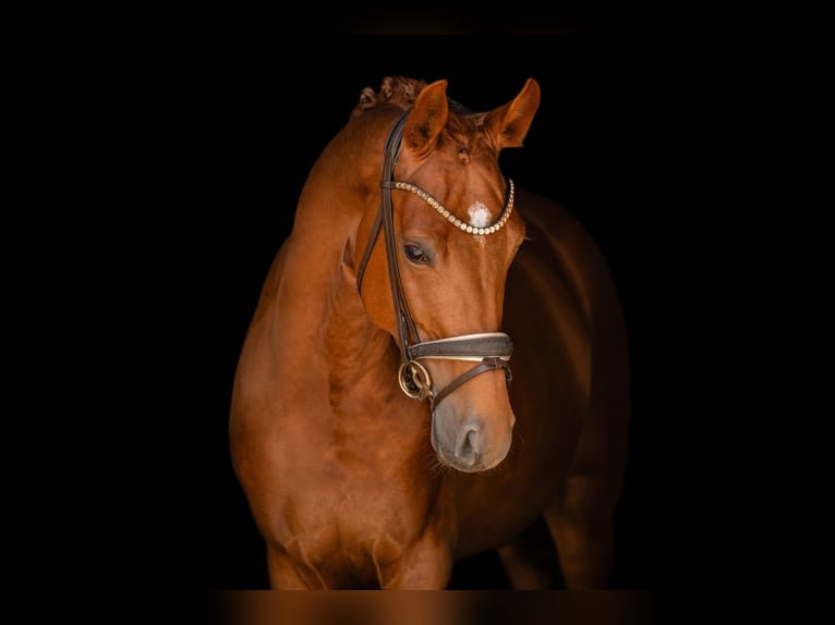 Oldenburg Gelding 5 years 16.2 hh Chestnut-Red in Wehringen