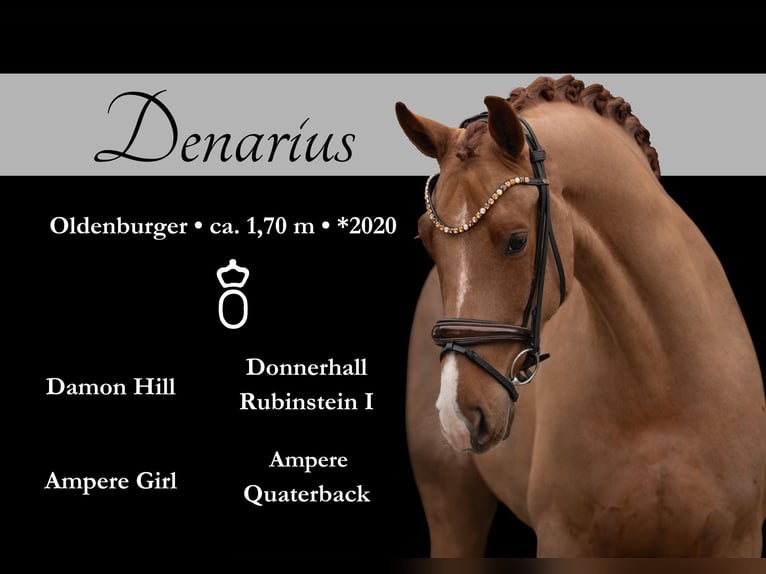 Oldenburg Gelding 5 years 16,2 hh Chestnut-Red in Wehringen