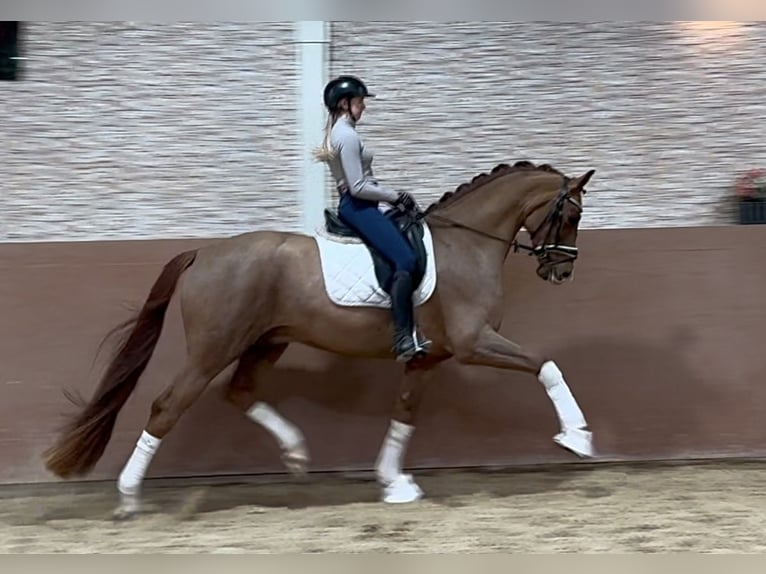 Oldenburg Gelding 5 years 16,2 hh Chestnut-Red in Wehringen