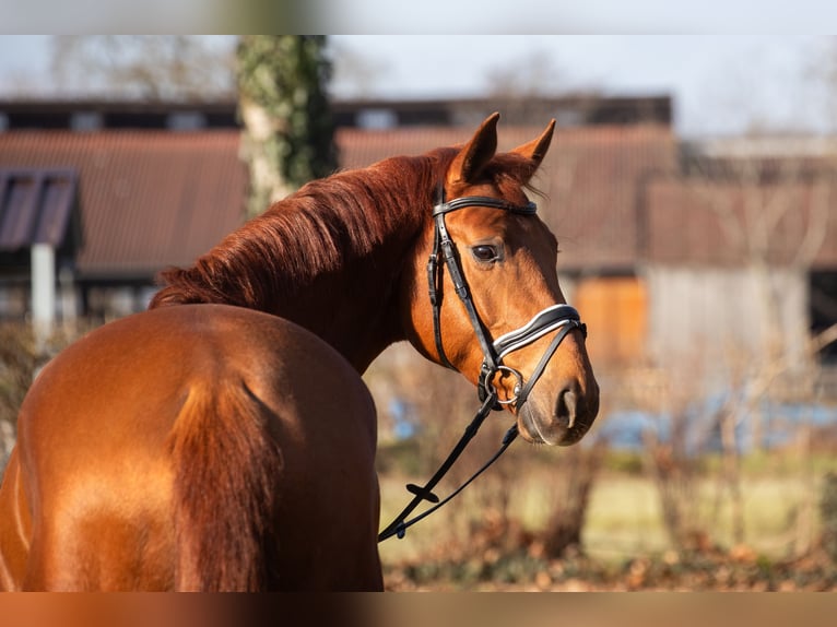 Oldenburg Gelding 5 years 16.2 hh Chestnut-Red in Elmlohe