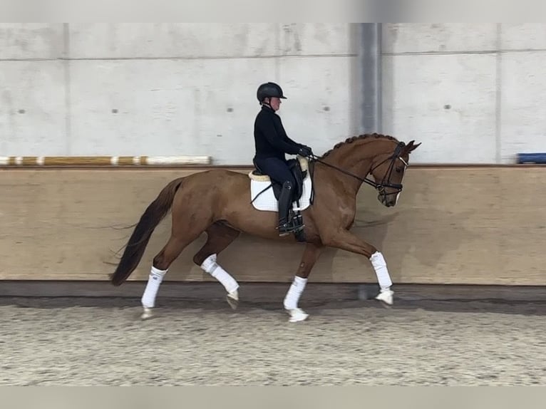 Oldenburg Gelding 5 years 16.2 hh Chestnut-Red in Jengen