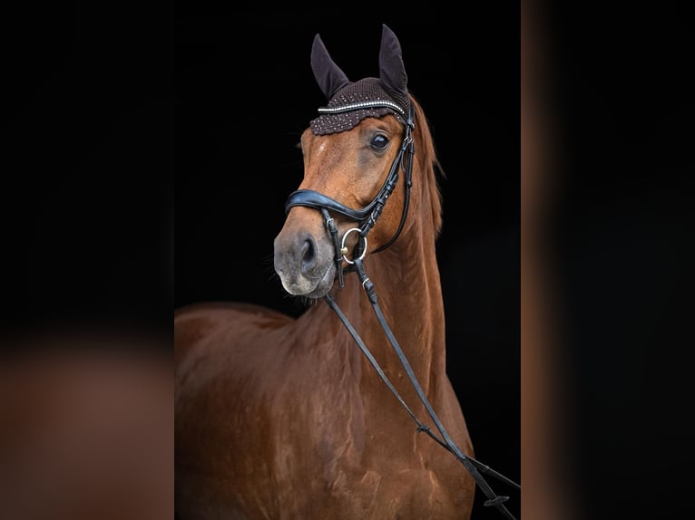 Oldenburg Gelding 5 years 16.2 hh Chestnut-Red in Affoltern am Albis