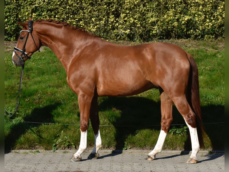 Oldenburg Gelding 5 years 16,2 hh Chestnut-Red in F&#xFC;rstenau