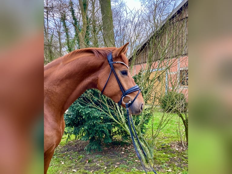 Oldenburg Gelding 5 years 16,2 hh Chestnut-Red in Vechta