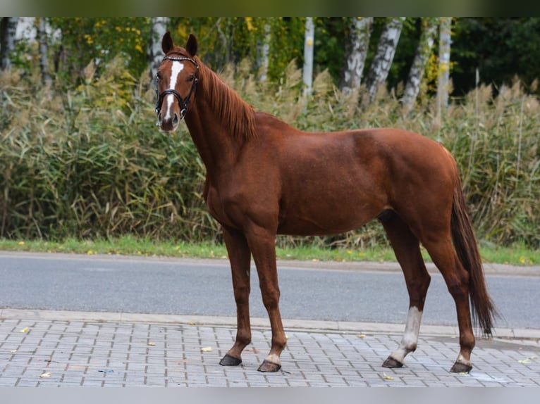 Oldenburg Gelding 5 years 16.2 hh Chestnut in Praha