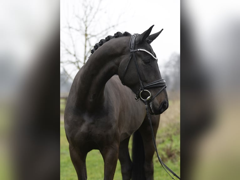 Oldenburg Gelding 5 years 16,2 hh in Sassenberg