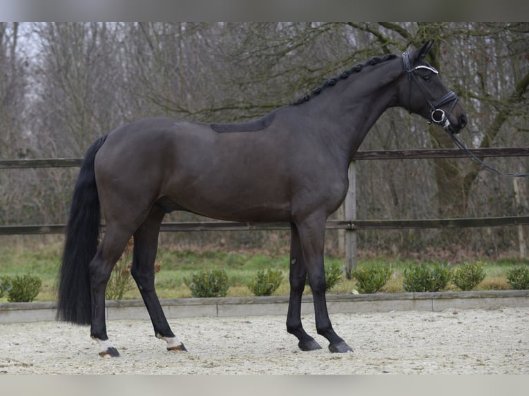 Oldenburg Gelding 5 years 16,2 hh in Sassenberg