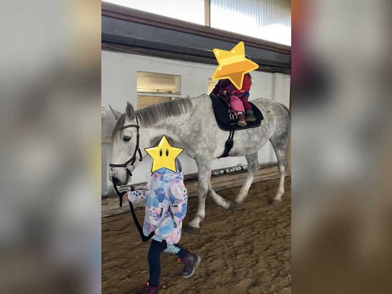 Oldenburg Gelding 5 years 16,2 hh Gray in Lörracho