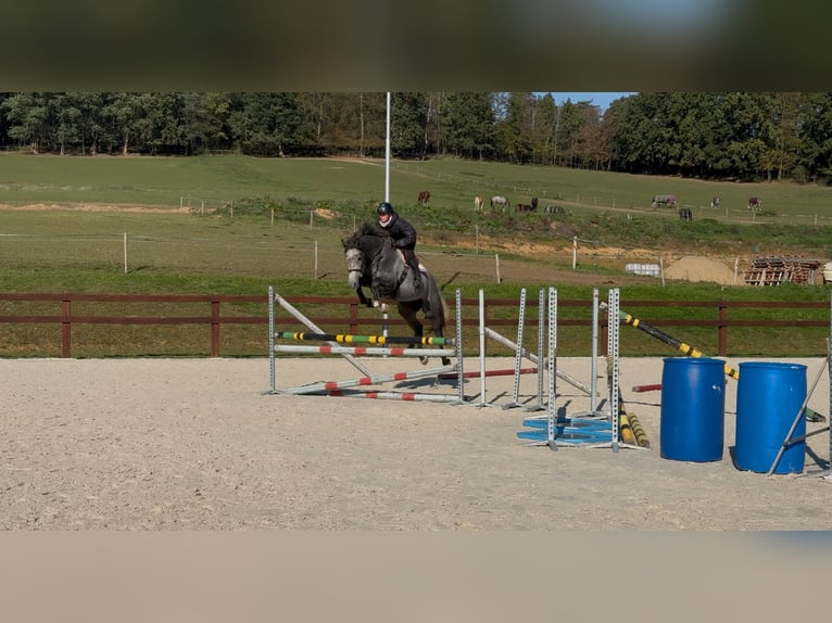 Oldenburg Gelding 5 years 16,2 hh Gray in Obrok, Tuhan, Liberecky kraj