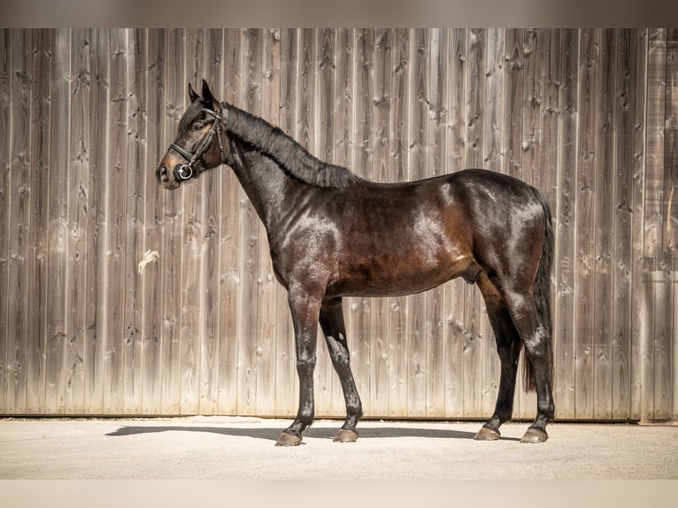 Oldenburg Gelding 5 years 16.2 hh Smoky-Black in Marienthal