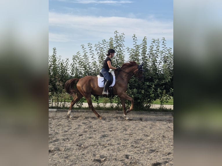 Oldenburg Gelding 5 years 16,2 hh Sorrel in Ingolstadt