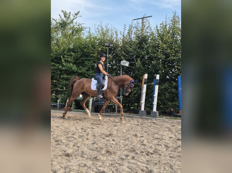 Oldenburg Gelding 5 years 16,2 hh Sorrel in Ingolstadt