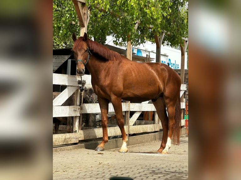 Oldenburg Gelding 5 years 16,2 hh Sorrel in Ingolstadt