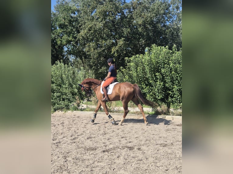 Oldenburg Gelding 5 years 16,2 hh Sorrel in Ingolstadt