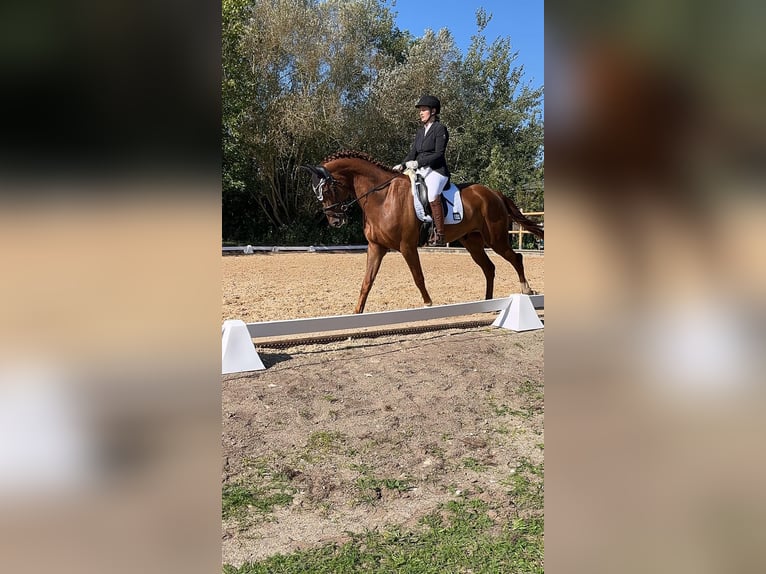 Oldenburg Gelding 5 years 16,2 hh Sorrel in Ingolstadt